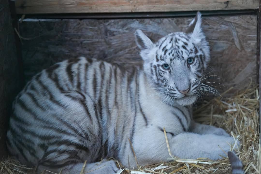 Un tigru alb de la Grădina Zoologică din Craiova, dispărut subit Unul dintre cei doi tigri albi de la Grădina Zoologică din Craiova a fost declarat dispărut, stârnind îngrijorare în rândul vizitatorilor și iubitorilor de animale