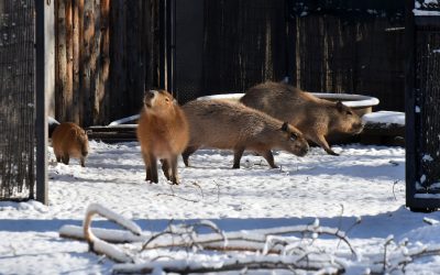 614370520_1220176896956679_1214751046734950909_n.jpg - ReporterUrban