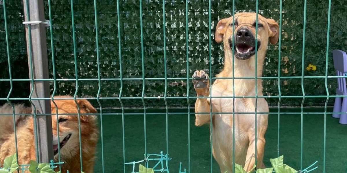 ASPA-peste-2040-de-catei-adoptati.jpg - ReporterUrban