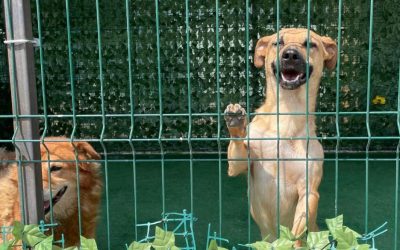 ASPA-peste-2040-de-catei-adoptati.jpg - ReporterUrban