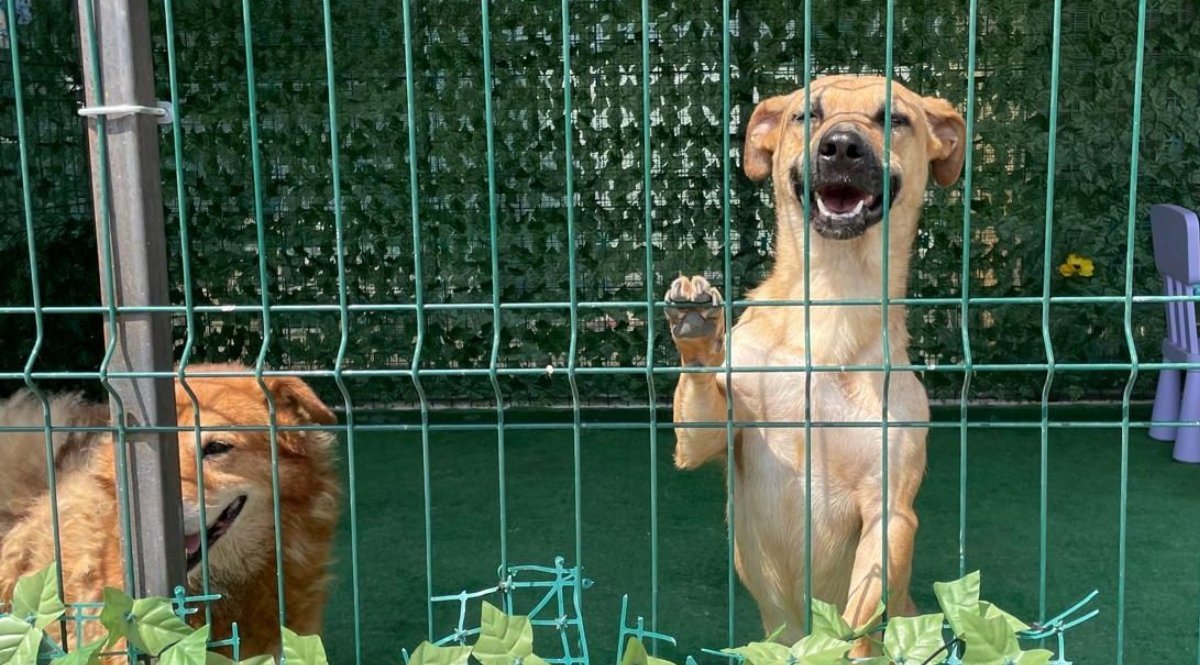 Bucureștiul înregistrează o creștere semnificativă în adoptarea câinilor din adăposturile de îngrijire