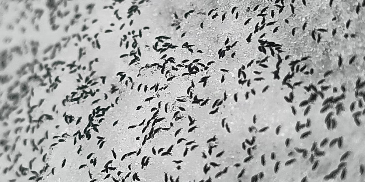 Invazie de purici de zăpadă în Cluj. Insectele trăiesc şi la - 8 grade