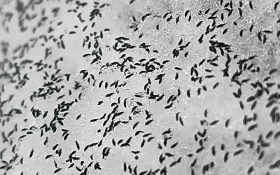 Invazie de purici de zăpadă în Cluj. Insectele trăiesc şi la - 8 grade