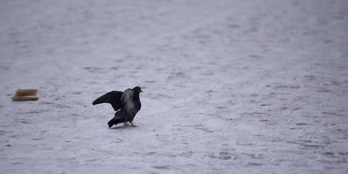 ID159181_INQUAM_Photos_Alex-Nicodim_-scaled.jpg - ReporterUrban