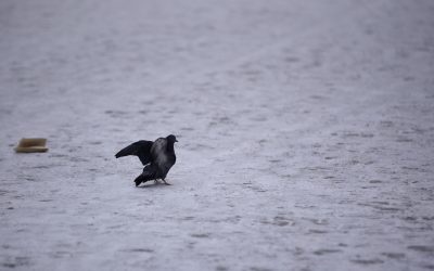 ID159181_INQUAM_Photos_Alex-Nicodim_-scaled.jpg - ReporterUrban