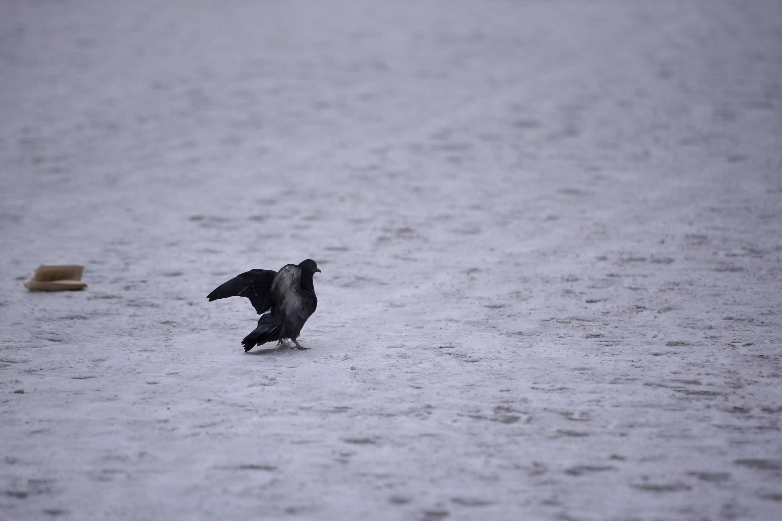 Proprietarii de imobile din București trebuie să fie conștienți de obligația legală de a avea grijă de trotuare și de a preveni formarea gheții sau depozitarea zăpezii pe carosabil, altfel riscă amenzi consistente, ajungând chiar până la 2.000 de lei pentru persoanele juridice