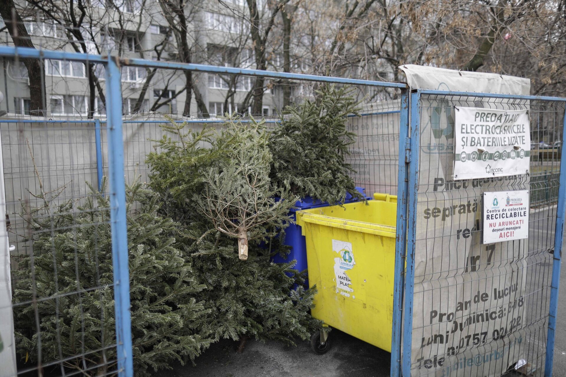 Bucureștenii pot scăpa de brazii de Crăciun în mod gratuit, prin servicii speciale de colectare organizate de autorități și operatori de salubritate După sărbători, Bucureștiul continuă să își îndrepte atenția asupra aspectelor legate de gestionarea deșeurilor, mai ales în ceea ce privește brazii de Crăciun