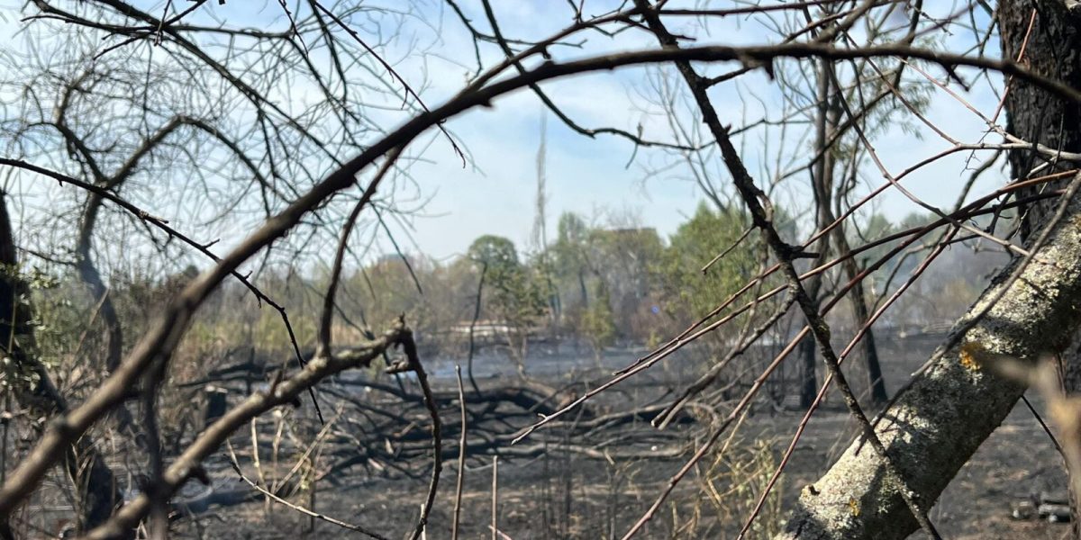 Inca-un-incendiu-in-Parcul-IOR-1600x1200-3-1.jpeg - ReporterUrban