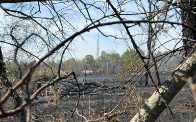 Inca-un-incendiu-in-Parcul-IOR-1600x1200-3-1.jpeg - ReporterUrban