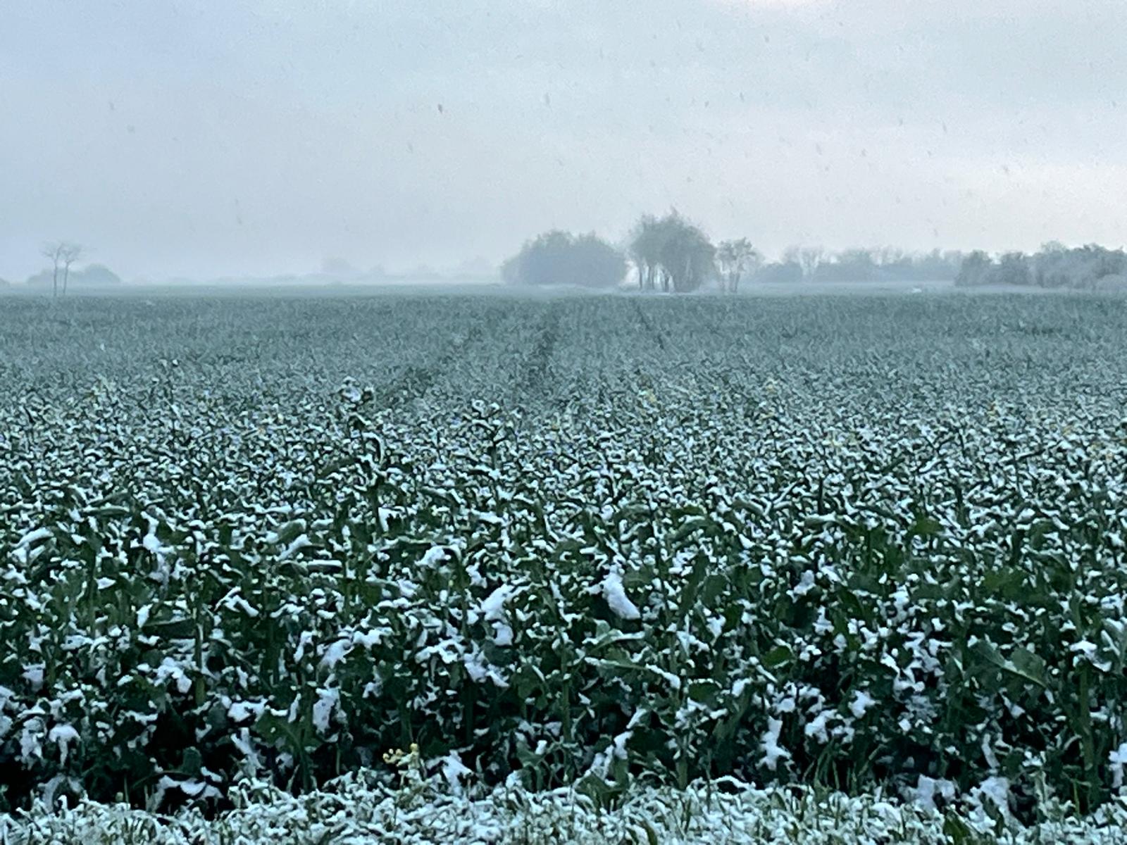 Temperaturi șocante în luna ianuarie: agricultura românească, în pragul unui sezon critic Înainte de startul sezonului de primăvară, agricultorii trebuie să fie pregătiți pentru o perioadă de repaus vegetativ prelungit, cauzată de o iarnă mai rece decât de obicei