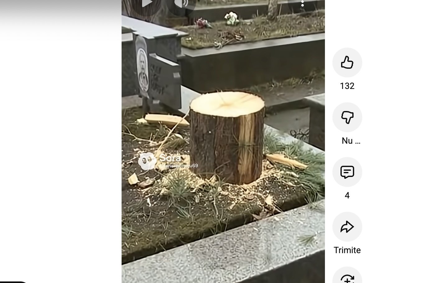 Scandal major înDrăgășani după ce un brad de pe un mormânt a fost „reîncarnat” în centrul orașului Un scandal care zguduie orașul Drăgășani, din județul Vâlcea, a ieșit la lumină în preajma Crăciunului, punând în discuție modul în care autoritățile locale gestionează memoria celor dragi și respectul față de simbolurile localității