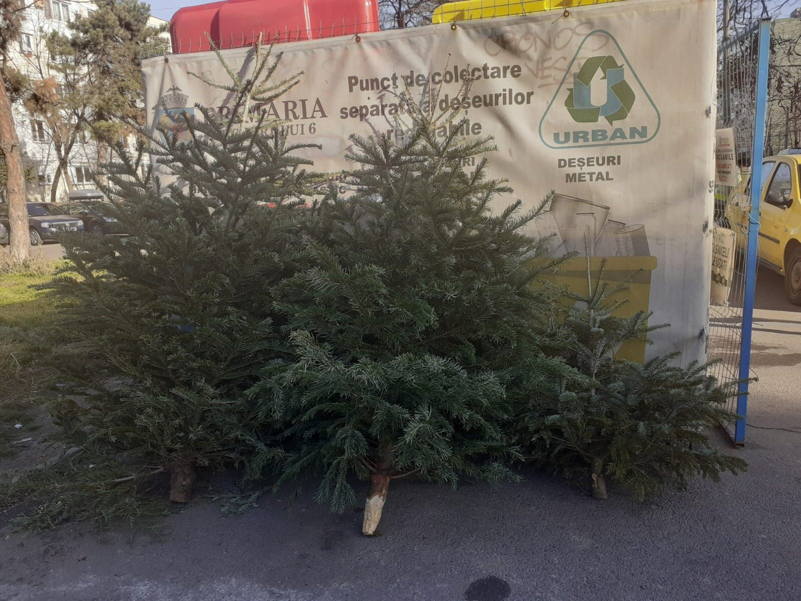 Cum se colectează bradul de Crăciun în Sector 1