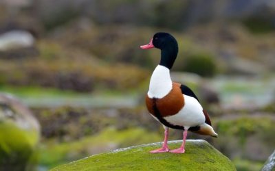 califar-comun-dt_1-Large-e1741276136102-1024x678-1.jpeg - ReporterUrban