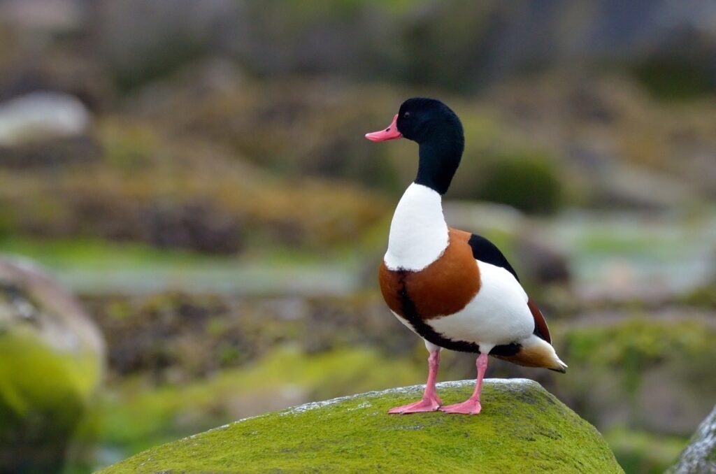 Consiliul General al Municipiului București se pregătește să voteze, joi, noile tarife de acces pentru Grădina Zoologică din Băneasa, măsură ce ar putea aduce schimbări semnificative în modul în care capitala își primește vizitatorii și în bugetul instituției