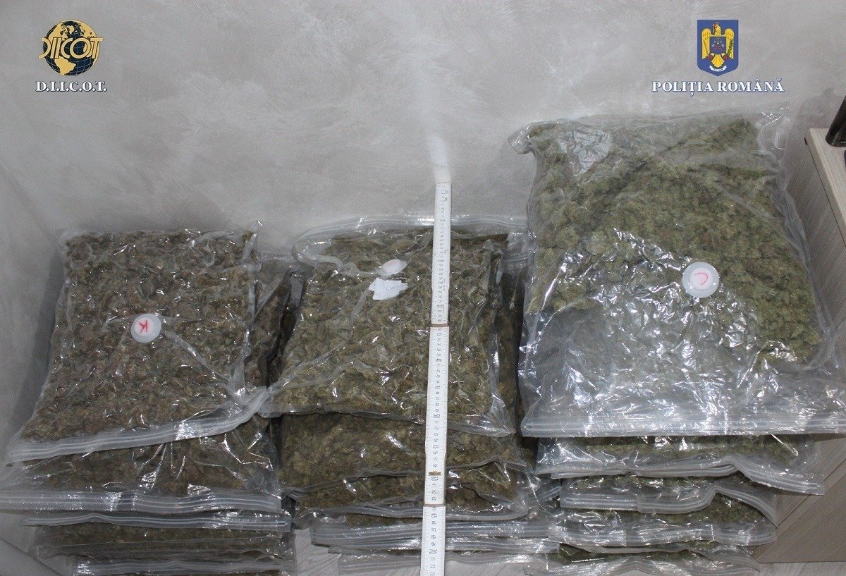 Peste 15 kilograme de canabis confiscate într-un punct de curierat din Vrancea, continuarea anchetei privind traficul internațional de droguri Autoritățile din Vrancea au făcut o descoperire majoră într-un lot de curierat, confiscând alte 15 kilograme de canabis, în cadrul unei anchete care vizează traficul internațional de droguri