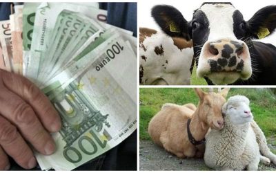 colaj-plata-animale_o.jpg - ReporterUrban