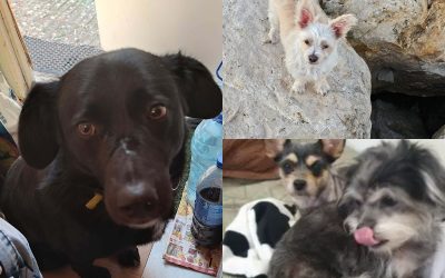 collage-48-1.jpg - ReporterUrban