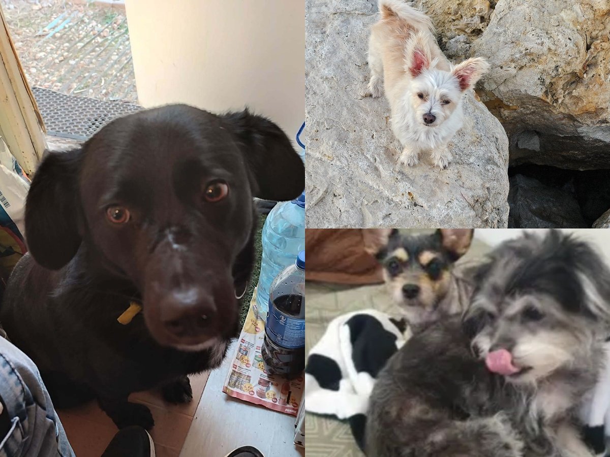O situație tensionată a zguduit recent Bucureștiul, evidențiind din nou modul în care animalele de companie pot ajunge pe stradă din cauza faptelor umane