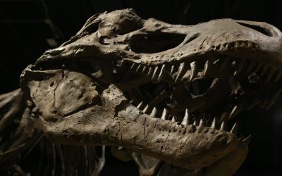 dinosaur-4684929_1280-e1718526721406.jpg - ReporterUrban