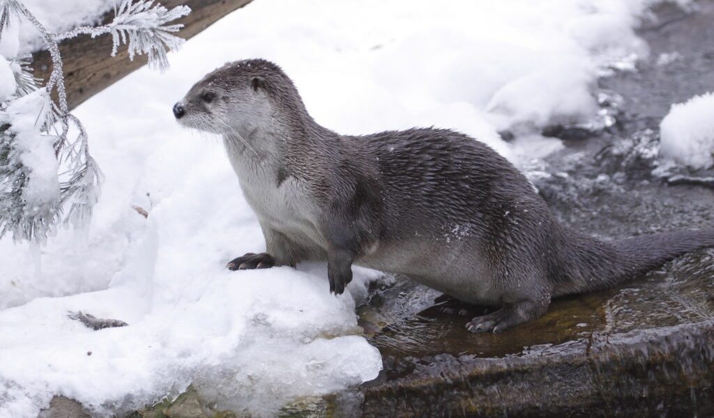 dreamstime_m_17303431-1024x683.jpg - ReporterUrban