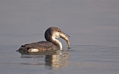 img_0059381206ca383b99438867b0852a8c.jpg - ReporterUrban