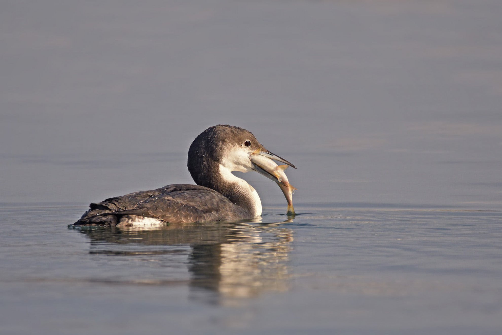 Întâlnire neașteptată cu pufosii oaspeți polari în inima Capitalei Bucureștiul va avea, din nou, ocazia de a fi gazda unei prezențe rare și spectaculoase din lumea păsărilor