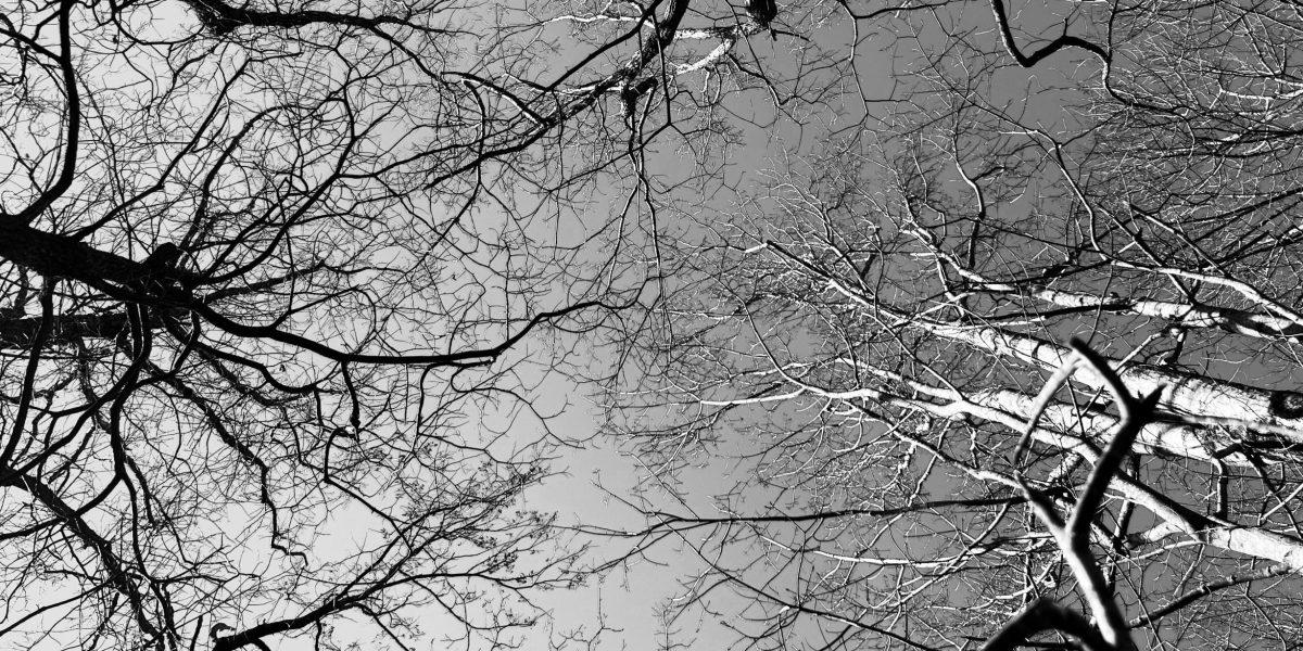 justin-weinberg-battle-in-the-winter-woods-scaled.jpeg - ReporterUrban