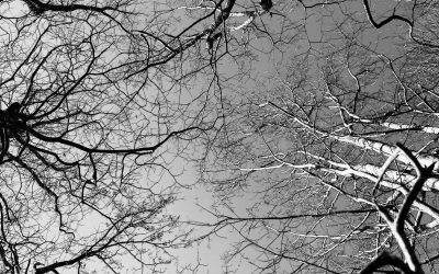 justin-weinberg-battle-in-the-winter-woods-scaled.jpeg - ReporterUrban