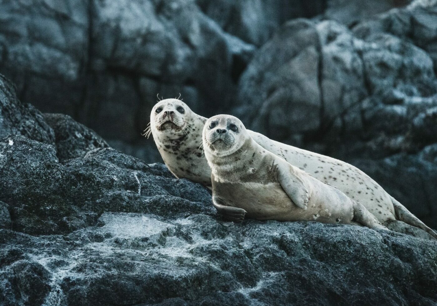 Inteligența artificială revoluționează monitorizarea populației de foci din Scoția Un proiect inovator de cercetare utilizează inteligența artificială pentru a monitoriza și număra populația de foci cenușii de pe plaja Newburgh Beach din Aberdeenshire, Scoția, reducând semnificativ timpul și efortul necesar pentru colectarea datelor