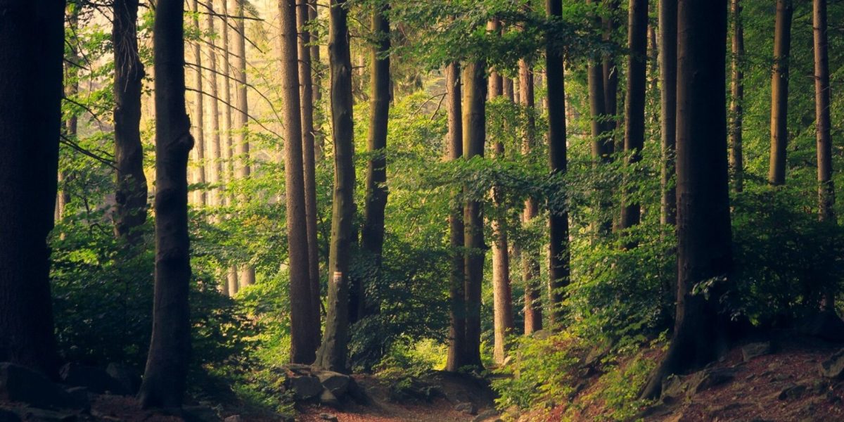 padure-copaci-fond-forestier-e1769507032420.jpg - ReporterUrban