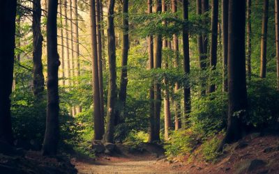 padure-copaci-fond-forestier-e1769507032420.jpg - ReporterUrban