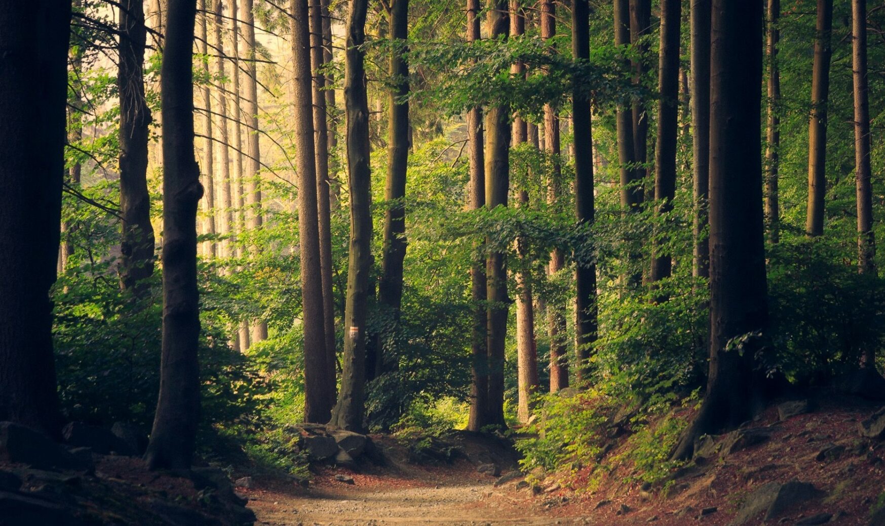 România va susține financiar dezvoltarea primului inventar forestier național în Republica Moldova, într-un efort menit să stabilească un cadru solid pentru gestionarea durabilă a pădurilor moldovenești