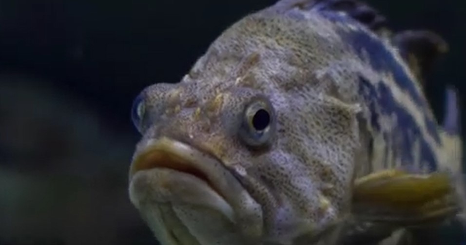 peste.jpg - ReporterUrban