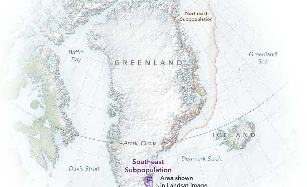 polarbears_greenland_map_2022_lrg.jpg - ReporterUrban