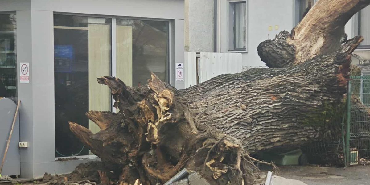 stejarvechi-e1767710263714.jpg - ReporterUrban