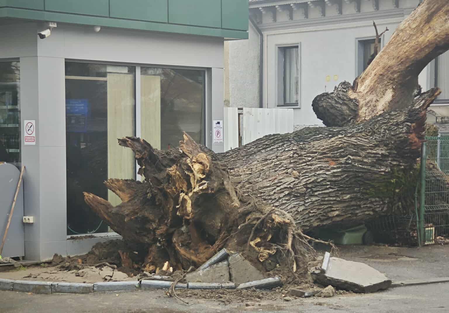 Stejar de 300 de ani, unicul din București, s-a prăbușit