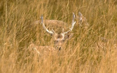 vanatoarecerbi.jpg - ReporterUrban