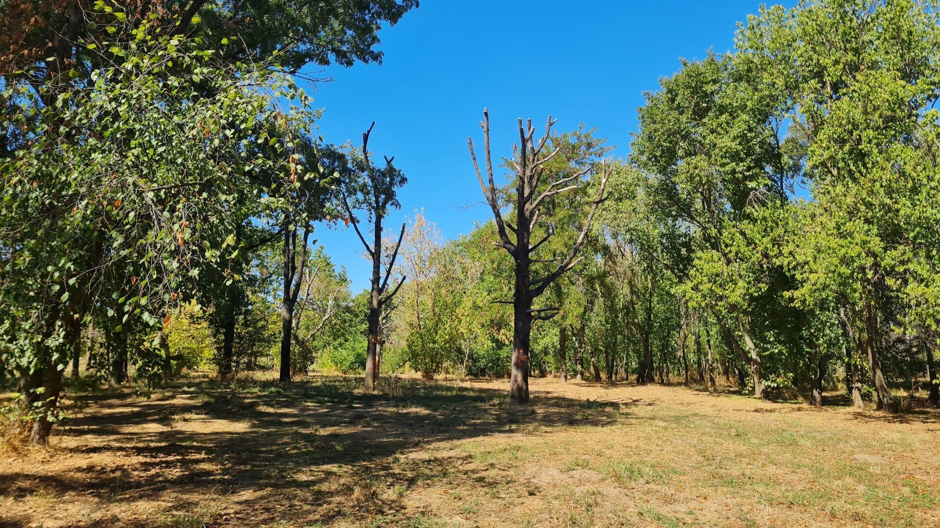Raport recent despre Parcul Tineretului: o realitate alarmantă pentru arborii din inima Bucureștiului Parcul Tineretului, unul dintre cele mai vizitate și iubite spații verzi din București, se află într-o situație critică