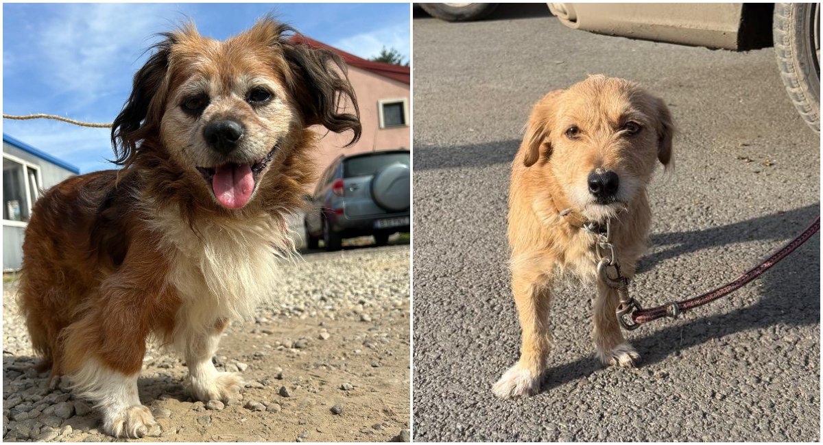 Bucureștenii care dețin câini de rasă comună riscă amenzi usturătoare dacă nu respectă legislația privind sterilizarea și microciparea animalelor