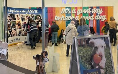 Catei-adoptati-primul-targ-de-adoptii-ASPA.jpg - ReporterUrban