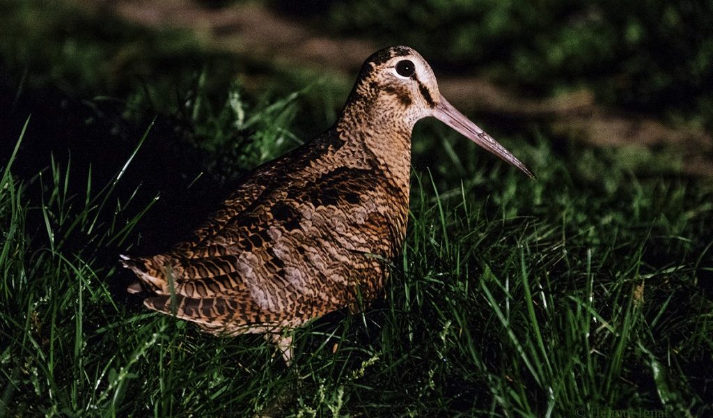 DSF2128l_1024x683.jpg - ReporterUrban