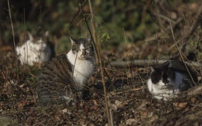 ID289854_INQUAM_Photos_Octav_Ganea-scaled-e1760529916143-1600x918-1.jpg - ReporterUrban