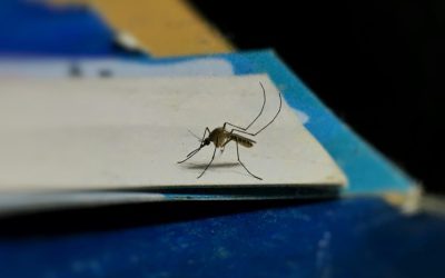 Ilfov-fara-tantari.jpg - ReporterUrban