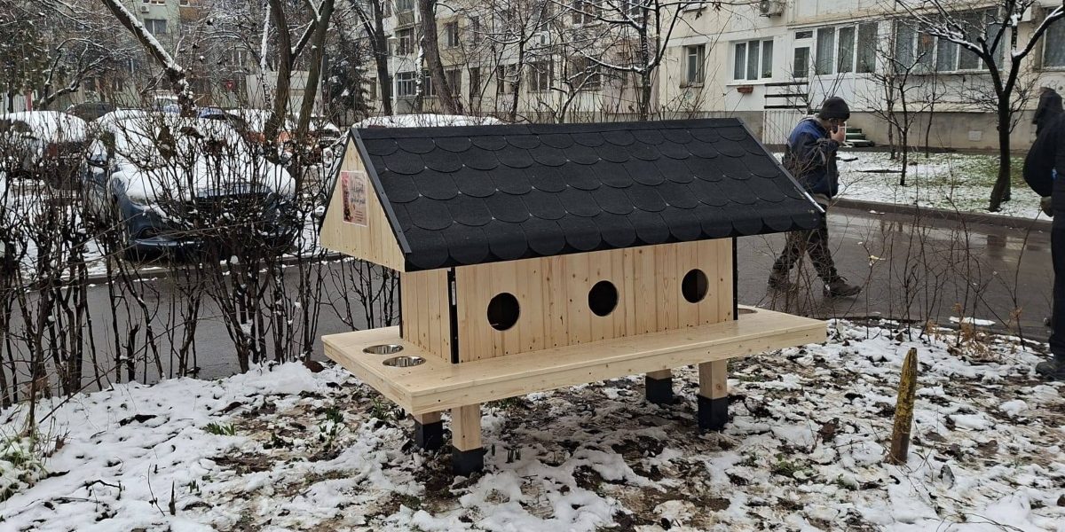 Patru-noi-casute-pentru-pisici.jpg - ReporterUrban