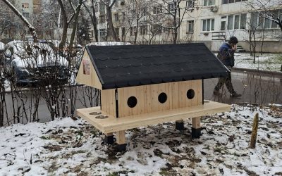 Patru-noi-casute-pentru-pisici.jpg - ReporterUrban