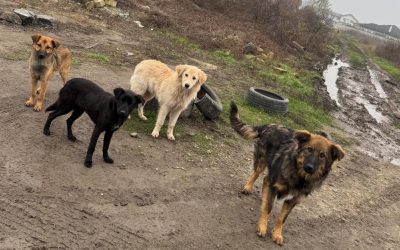 Sterilizare-caini-Ilfov.jpg - ReporterUrban