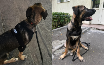 Untitled-design-37-1000x666.png - ReporterUrban