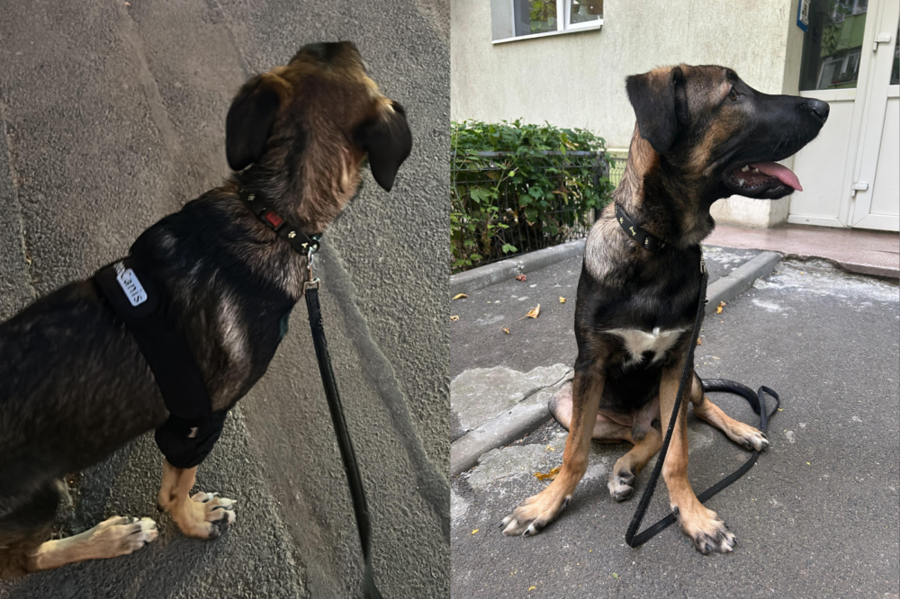 Un câine, autobuz și o lecție despre toleranță: povestea lui Starr în mijloacele de transport în comun din București Transportul public bucureștean a fost dintotdeauna un spațiu plin de contraste: aglomerație, mirosuri diverse și, uneori, situații neașteptate care pun în discuție norme nescrise despre respectul față de toți participanții