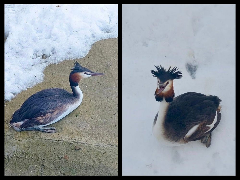 O pasăre protejată de lege, corcodelul mare (Podiceps cristatus), a fost salvată săptămâna aceasta în București, după ce a fost găsită captivă pe zăpadă, într-o curte aflată pe Șoseaua Olteniței