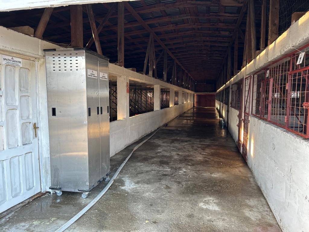 Primăria comunei Grădiștea din județul Ilfov a pivotat recent într-un scandal care zguduie sistemul de gestionare a animalelor fără stăpân din România, devenind prima instituție semnificativă din județ care recunoaște, indirect, situația de coșmar a câinilor abandonați în „iadul câinilor” de la adăpostul „Arca lui Noe” din Vrancea